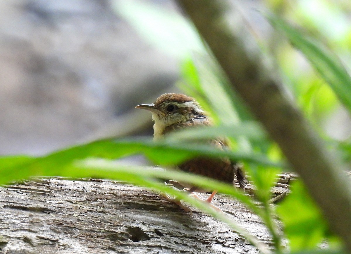 Carolina Wren - ML620587808