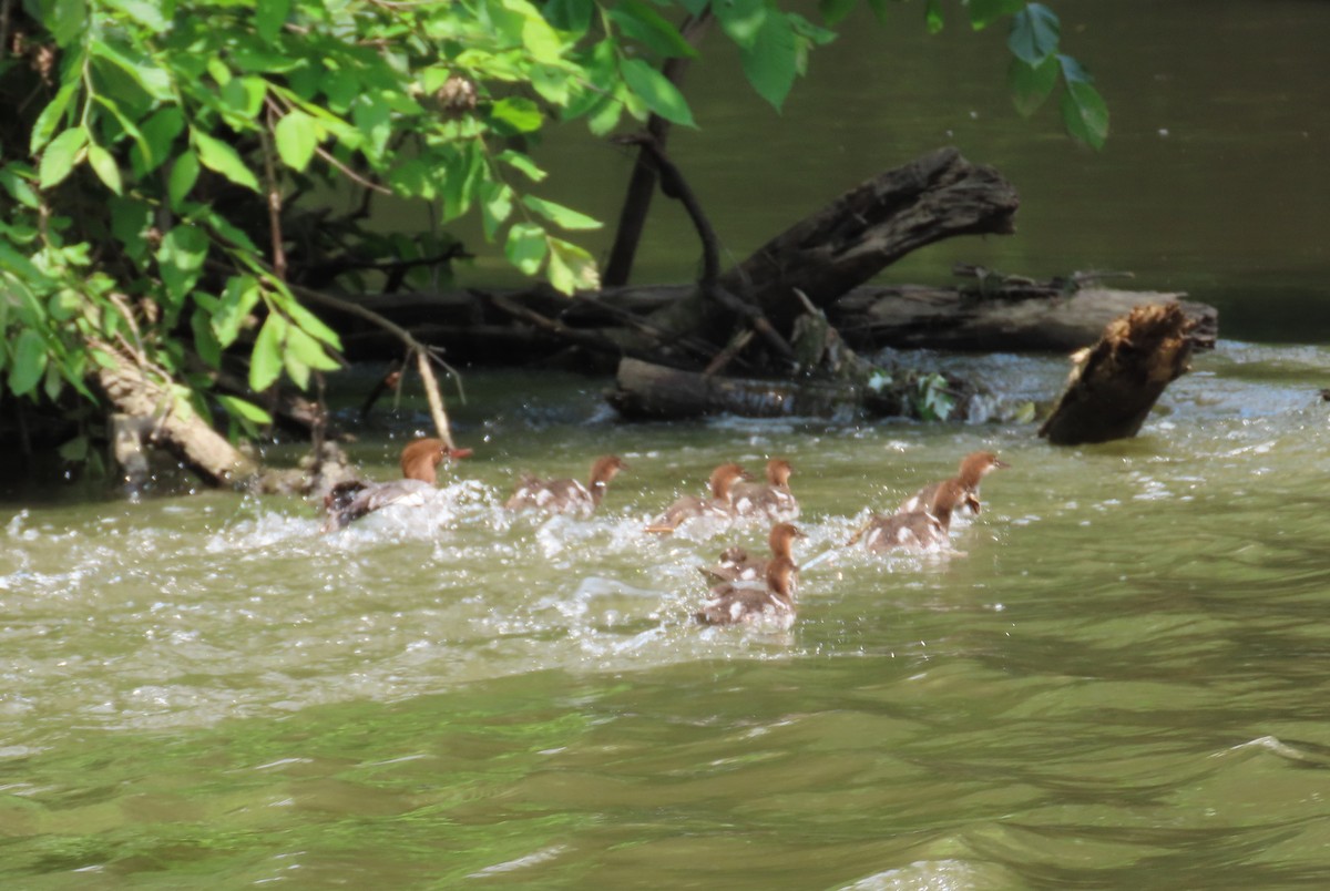 Common Merganser - ML620587813