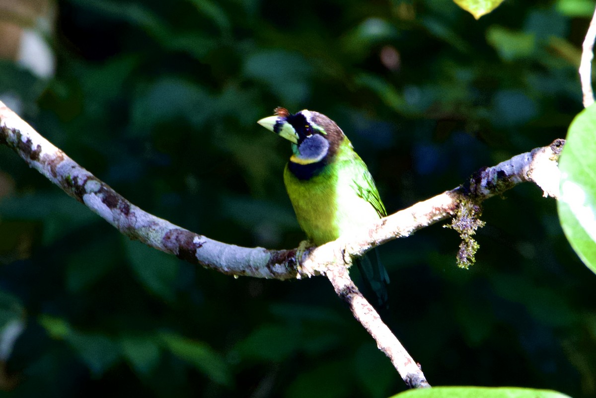 Fire-tufted Barbet - ML620587815