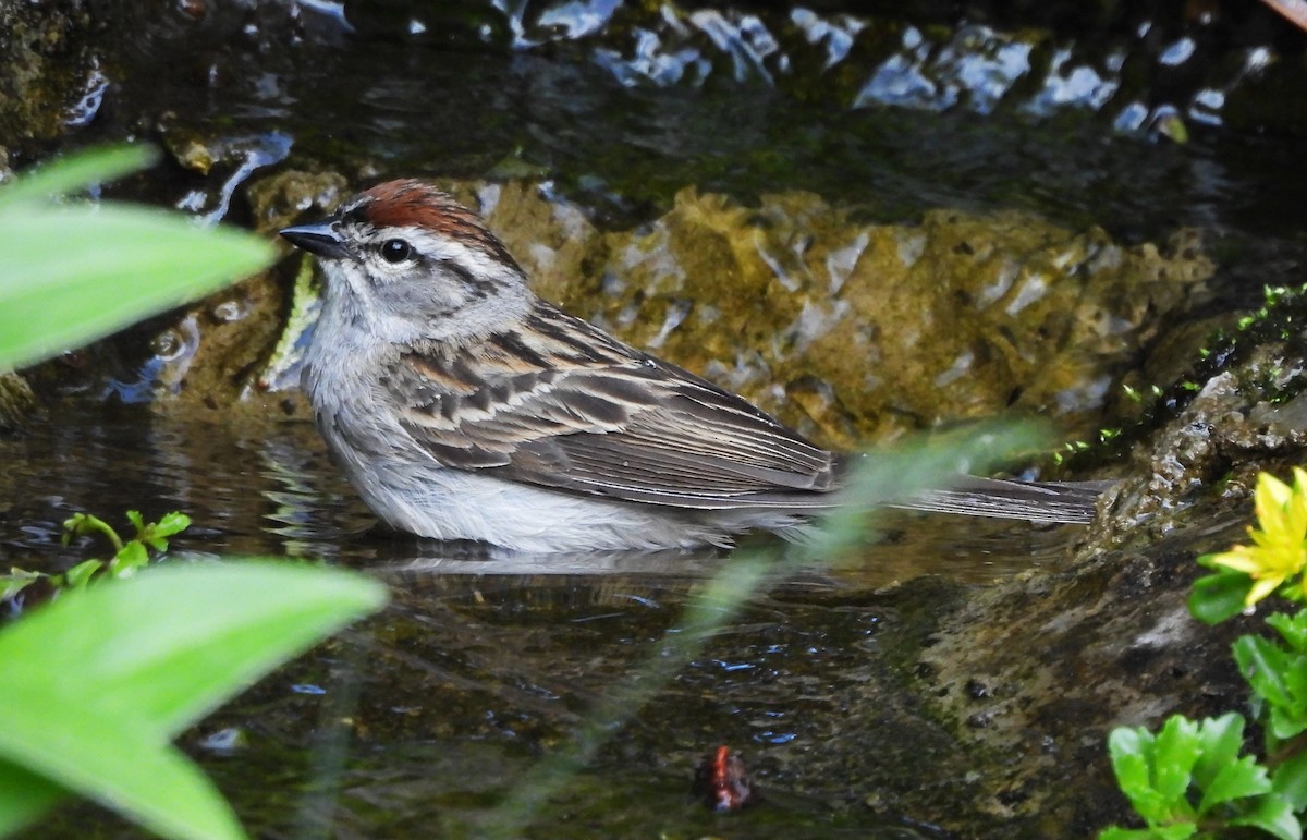 Chipping Sparrow - ML620587816