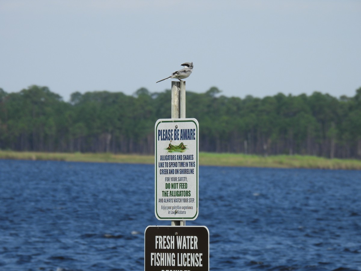 Loggerhead Shrike - ML620587817