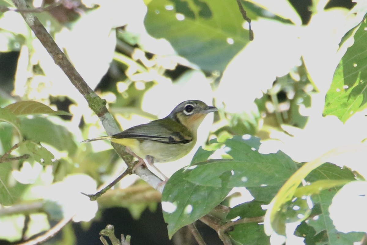 Zimtkehl-Würgervireo - ML620587818