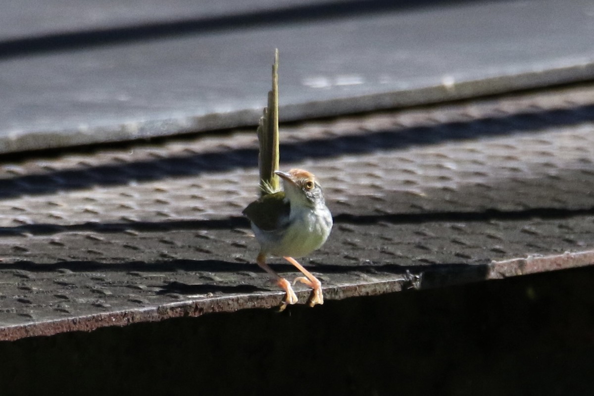 Common Tailorbird - ML620587825