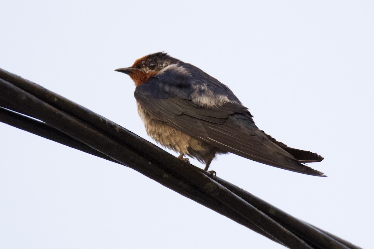 Pacific Swallow - ML620587832