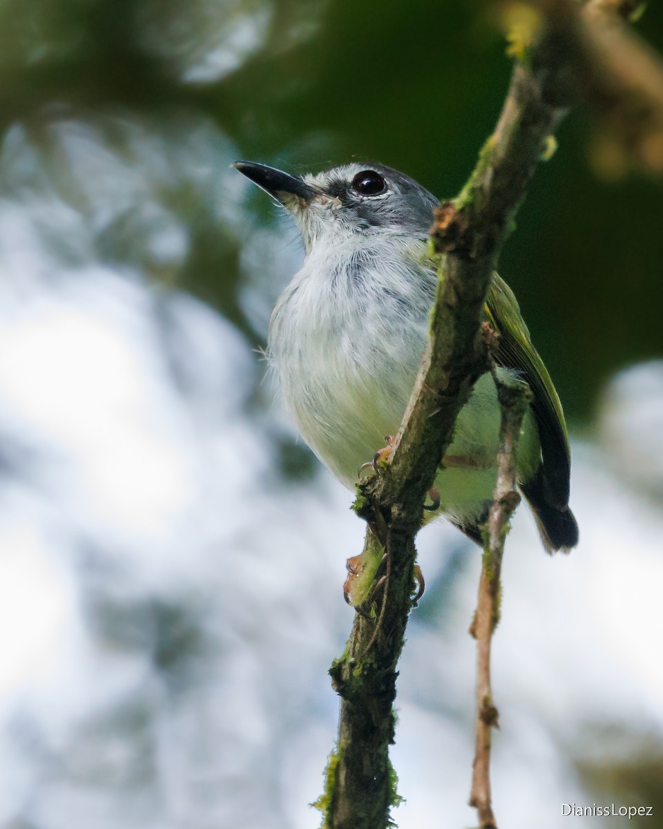 Black-capped Pygmy-Tyrant - Diana López G