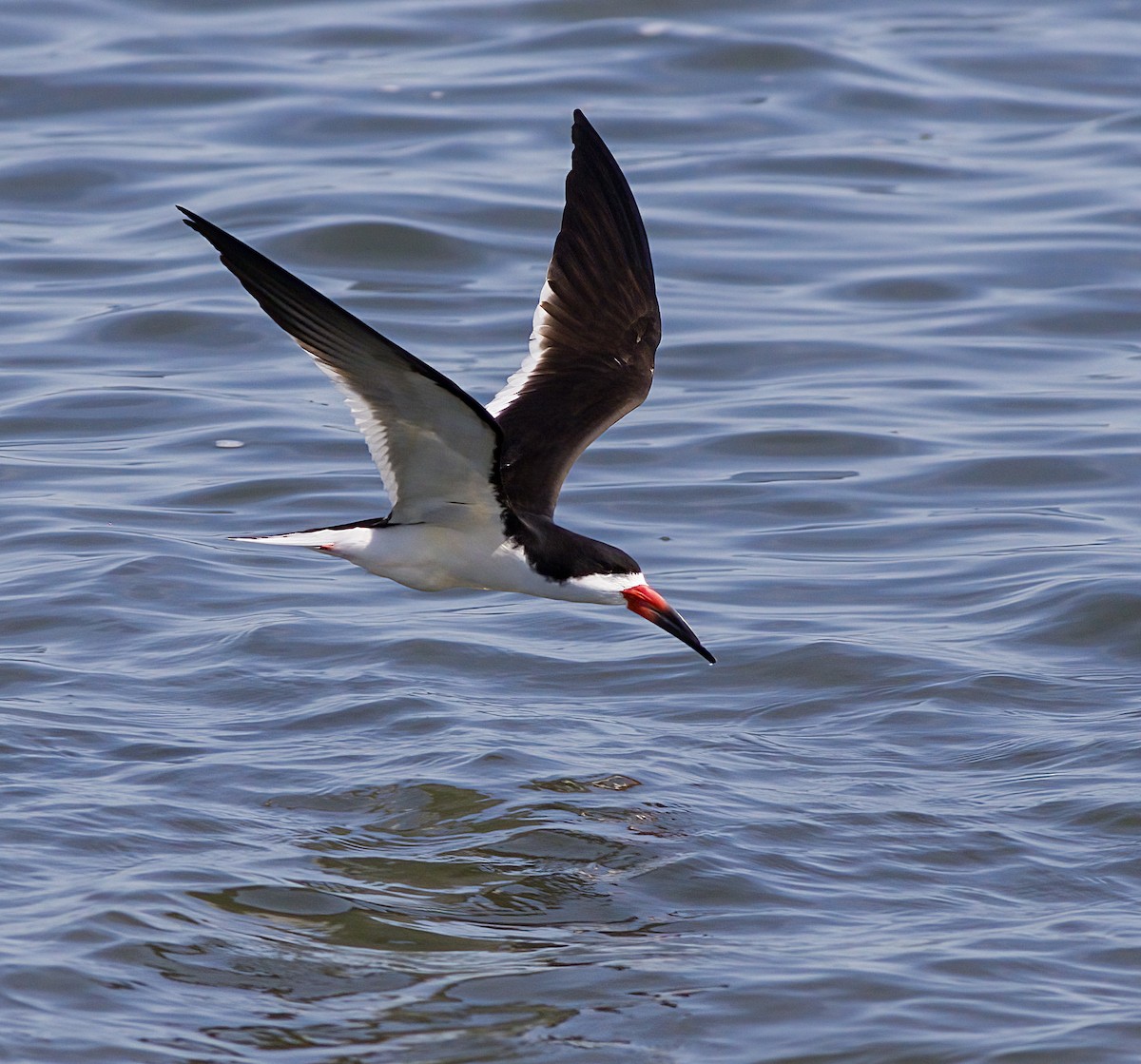 Black Skimmer - ML620587834