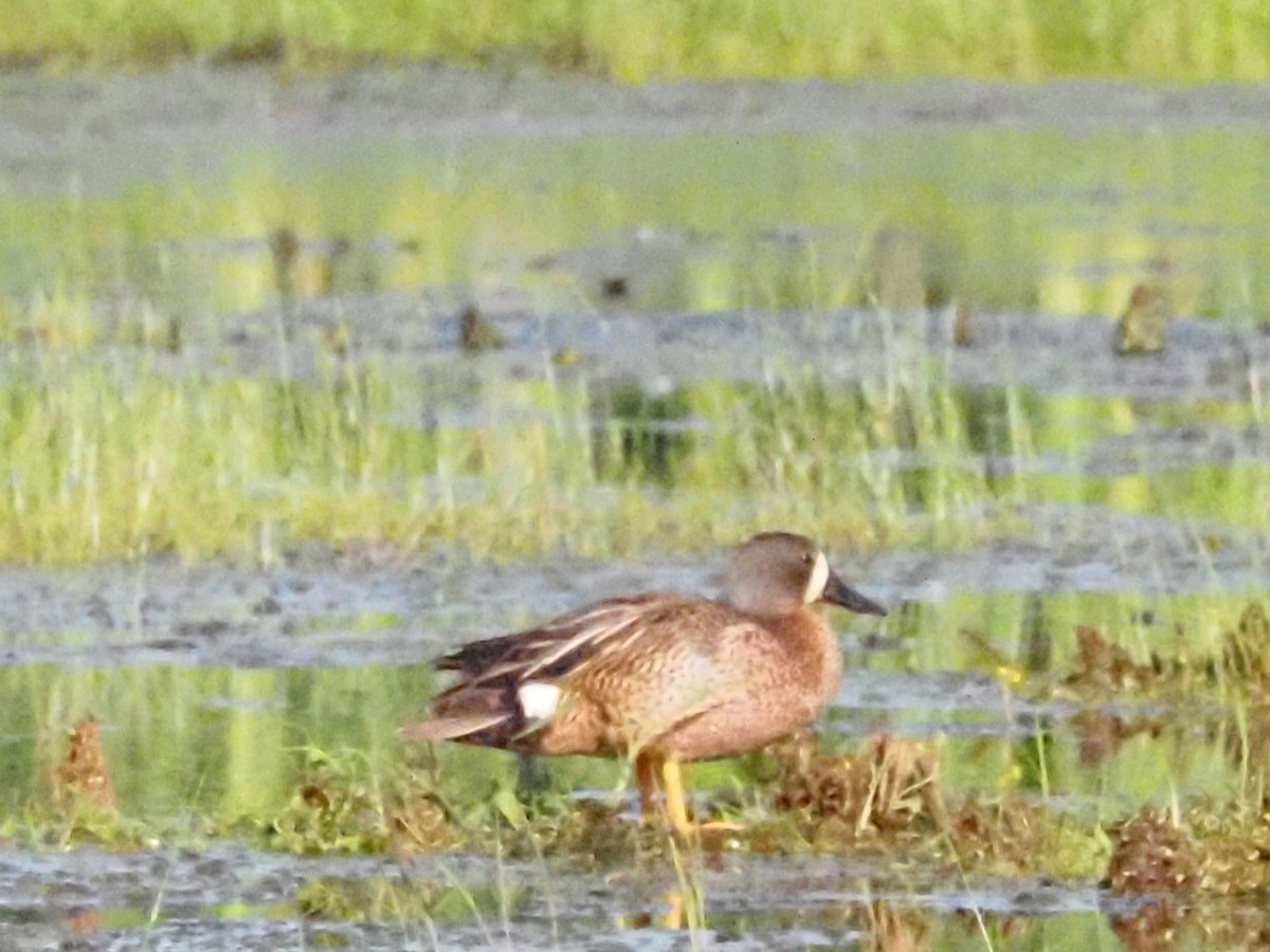 Blue-winged Teal - Jonine Dewitte