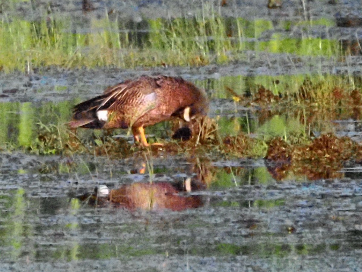 Blue-winged Teal - ML620587846