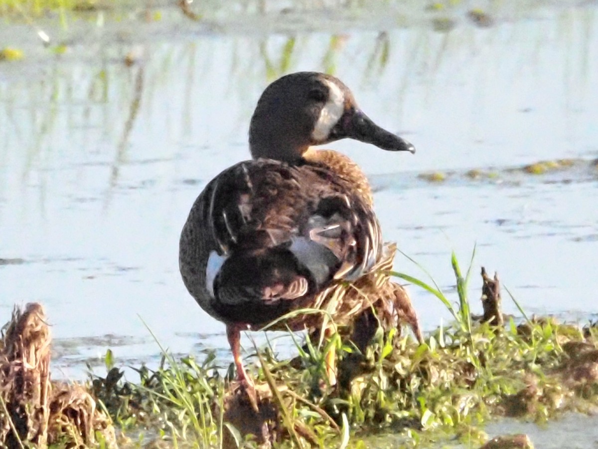 Blue-winged Teal - ML620587847