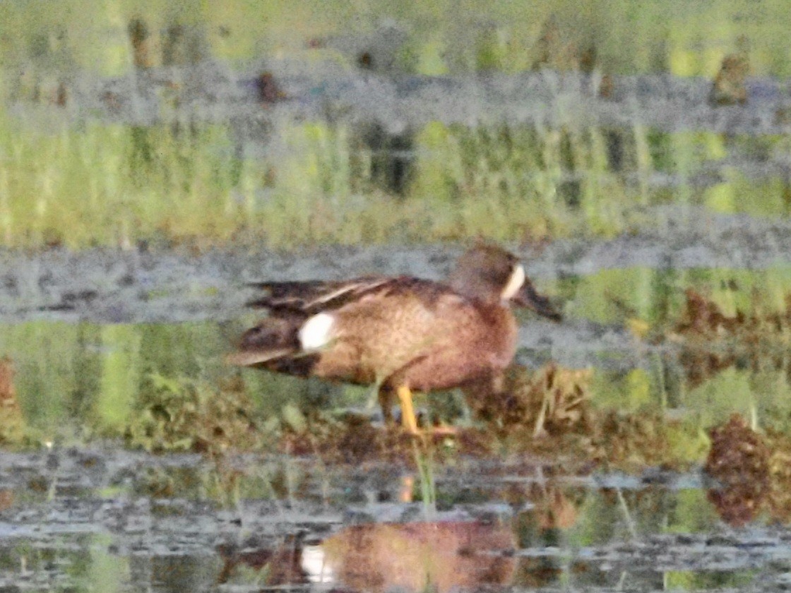 Blue-winged Teal - ML620587848