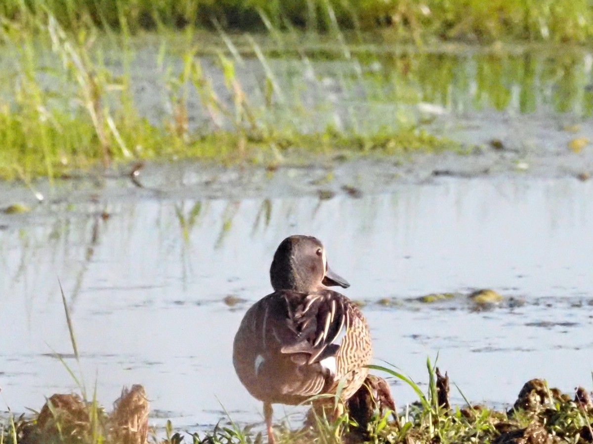 Blue-winged Teal - ML620587849