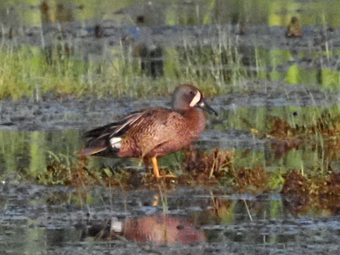 Blue-winged Teal - ML620587851