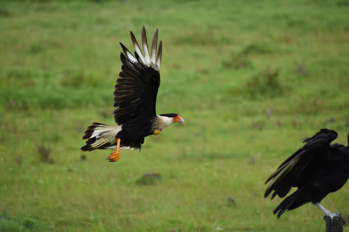 Caracara huppé - ML620587855