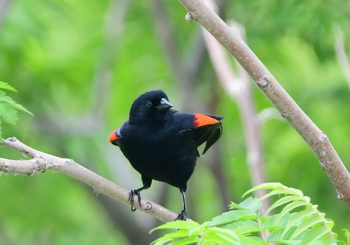 Red-winged Blackbird - ML620587856