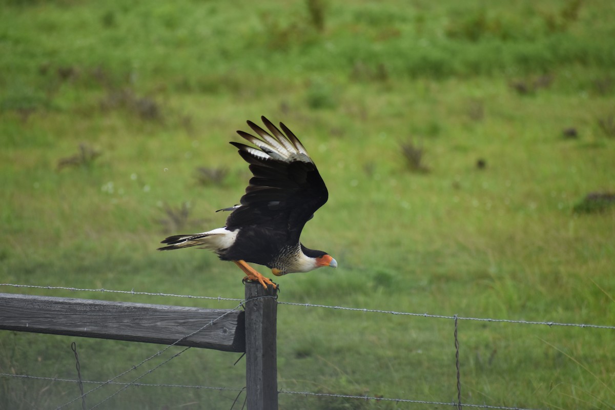 Caracara huppé - ML620587857