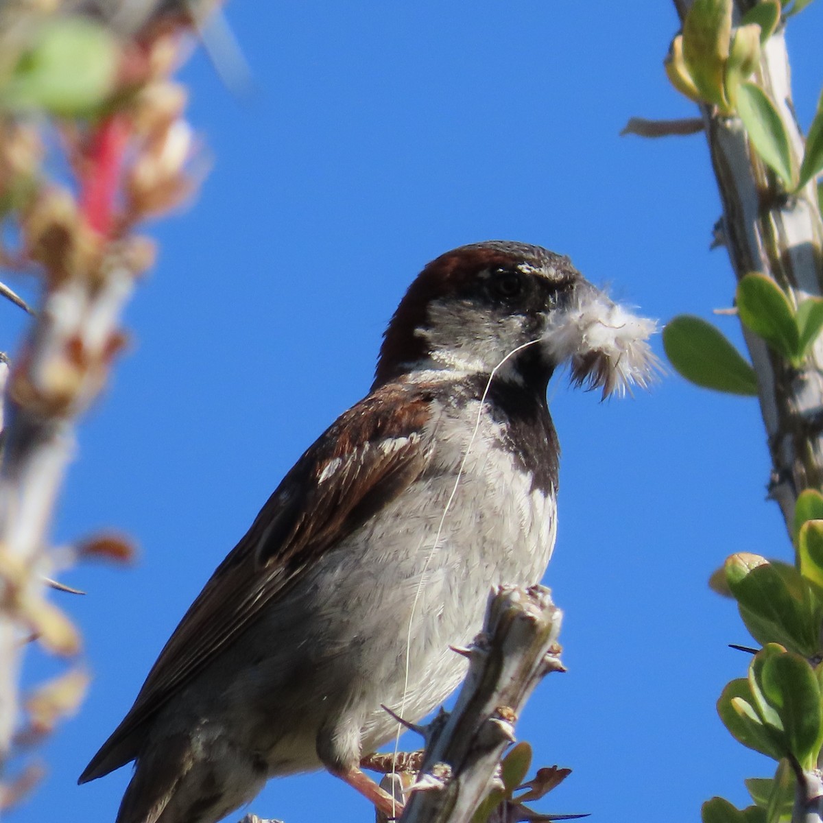 House Sparrow - ML620587859