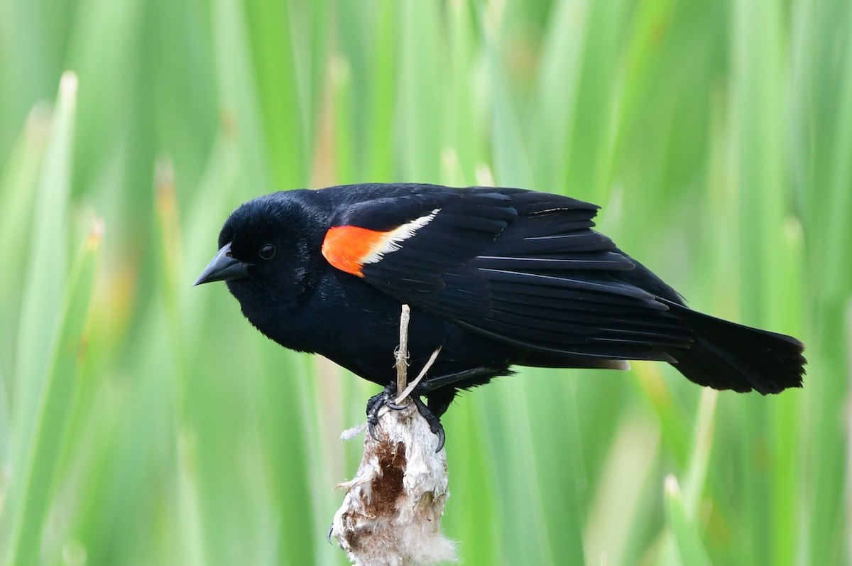 Red-winged Blackbird - ML620587872