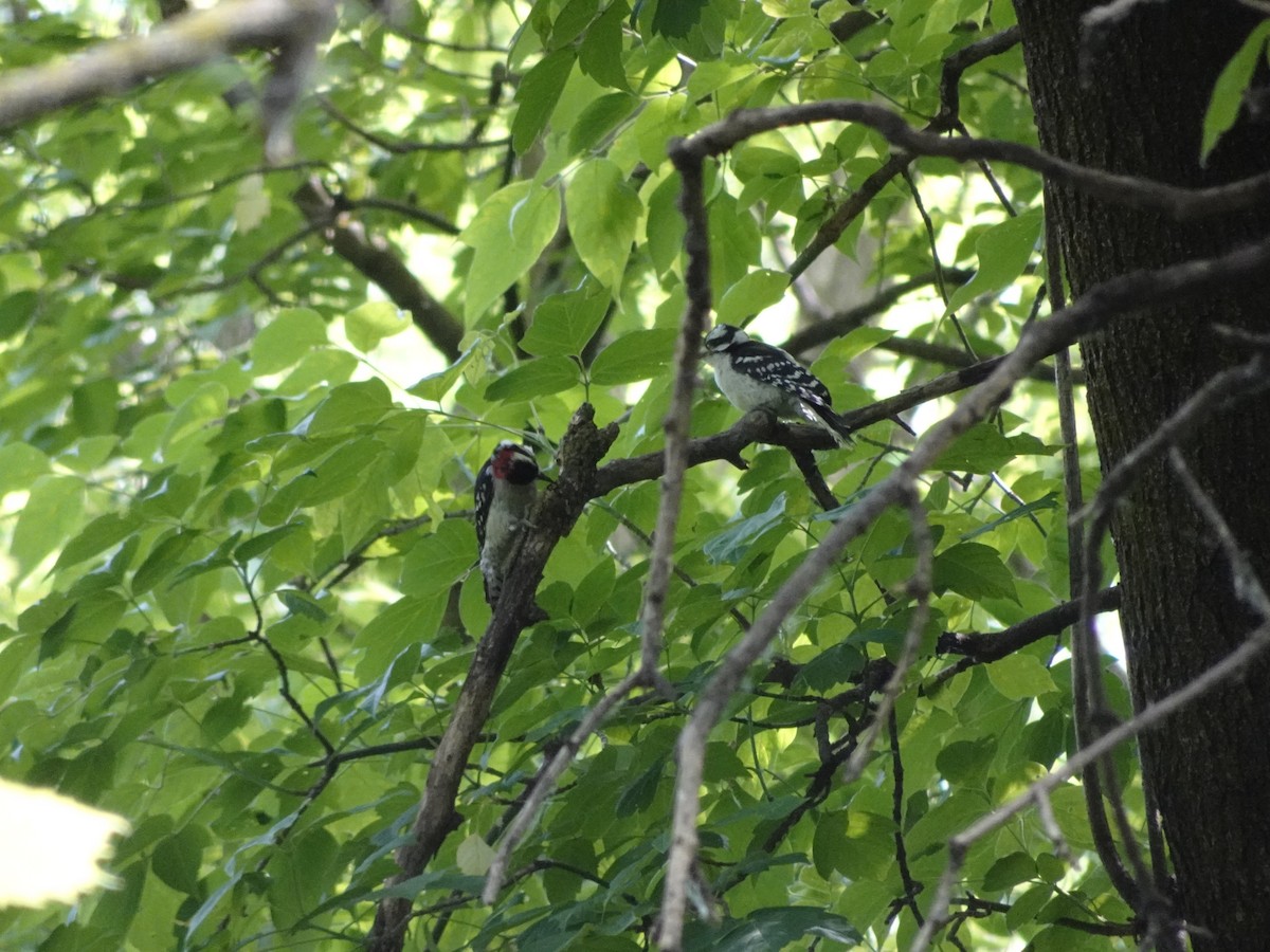 Downy Woodpecker - ML620587879