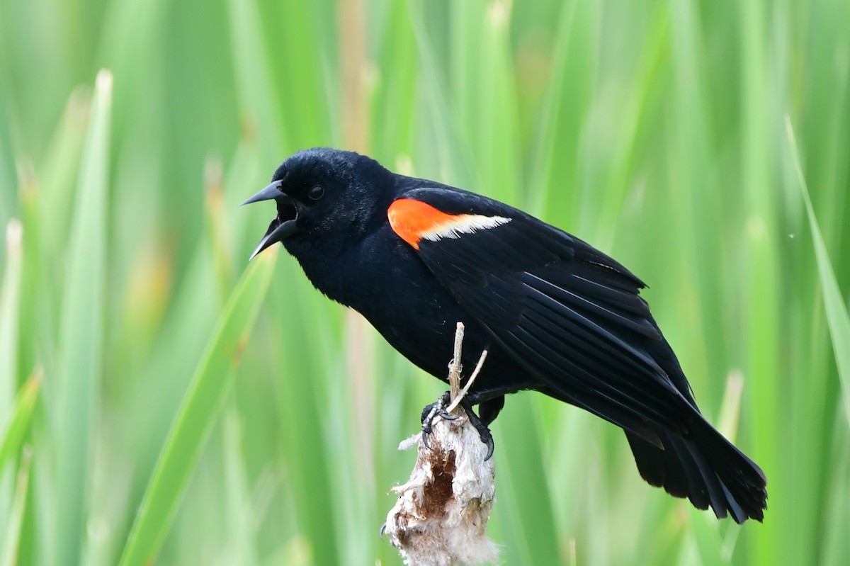 Red-winged Blackbird - ML620587882