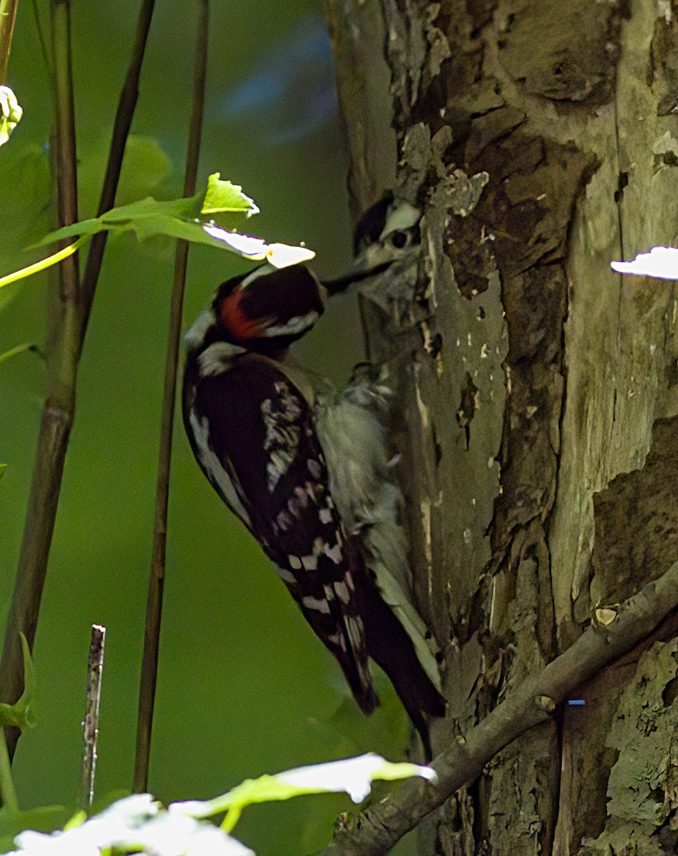 Hairy Woodpecker - John Gluth