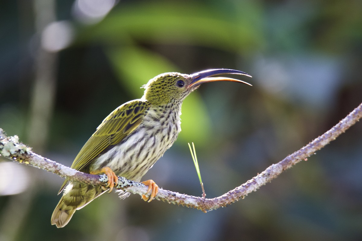 Streaked Spiderhunter - ML620587892