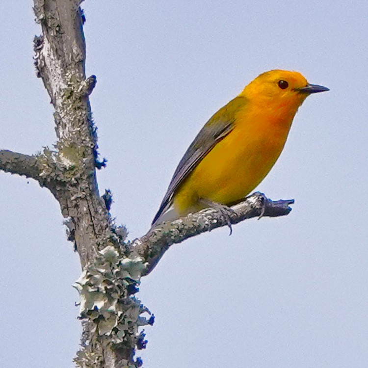 Prothonotary Warbler - ML620587913