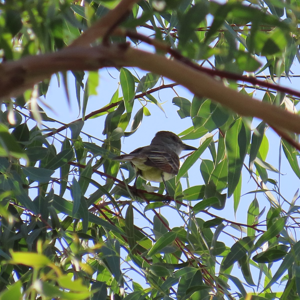 Brown-crested Flycatcher - ML620587925