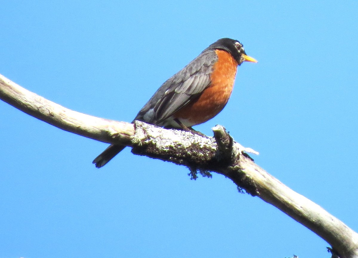 American Robin - ML620587938