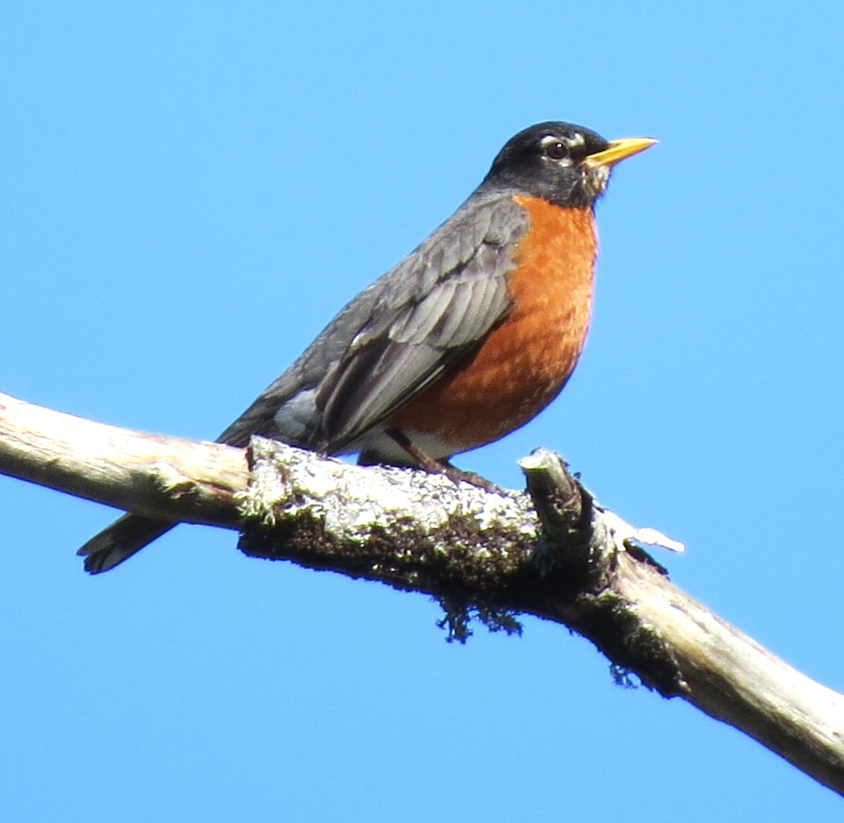 American Robin - ML620587940