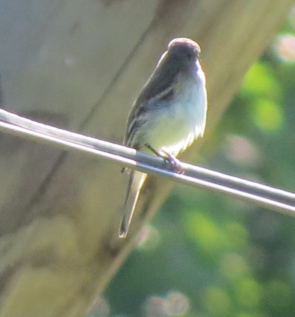 Alder Flycatcher - James Hirtle