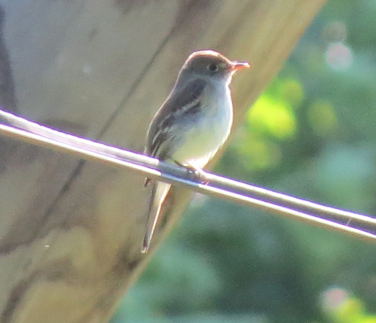 Alder Flycatcher - ML620587949