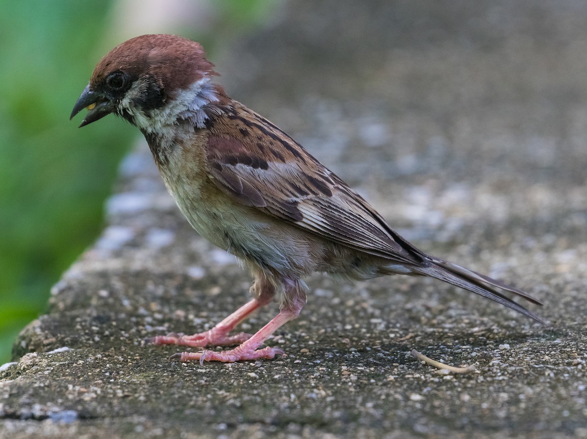 Eurasian Tree Sparrow - ML620587979