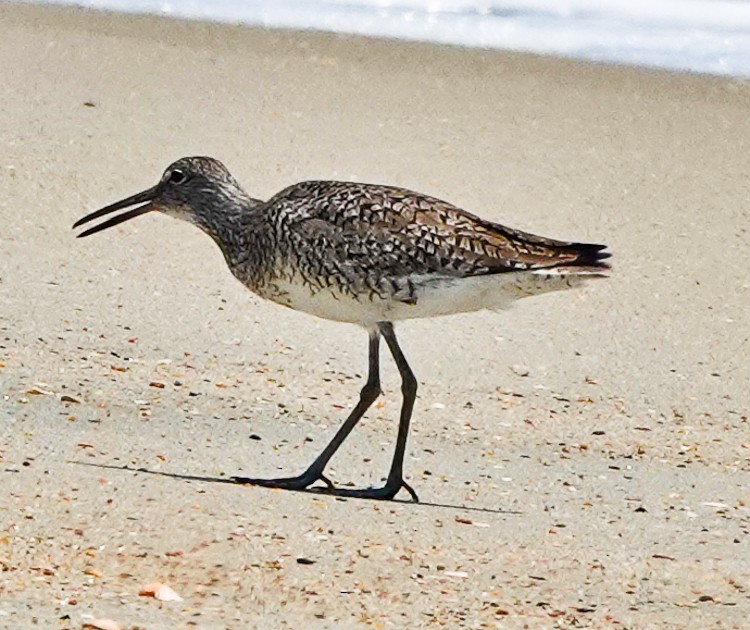 Willet - ML620587987