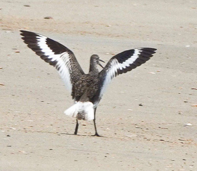 Willet - ML620587988