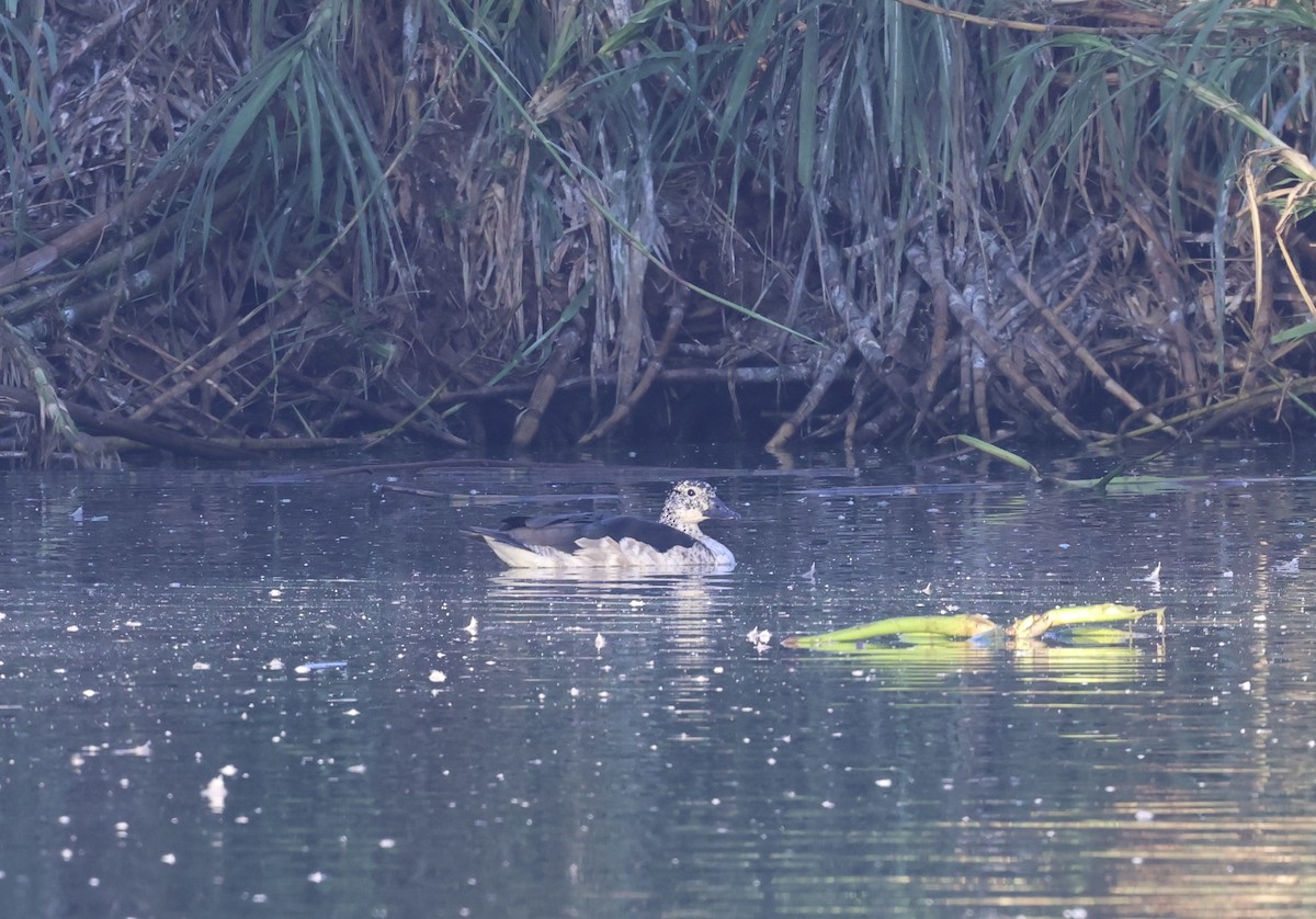 Canard à bosse - ML620587990