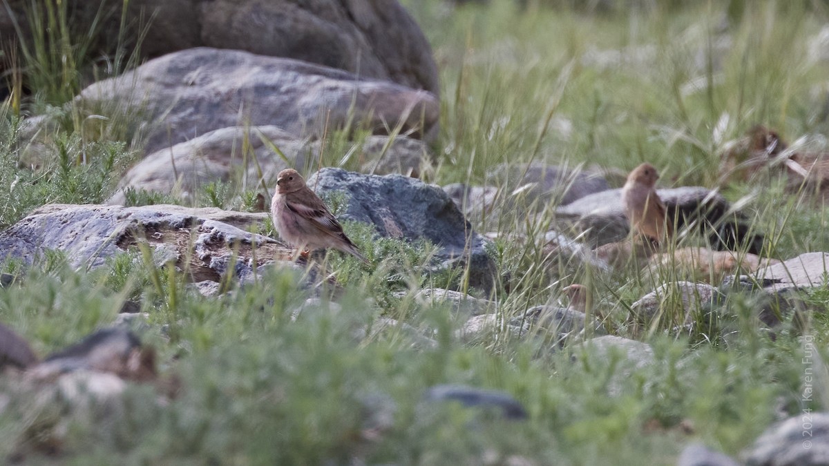 Mongolian Finch - ML620588027