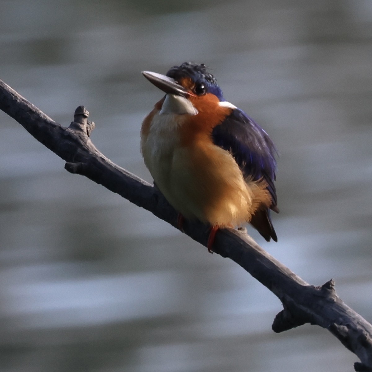 Malagasy Kingfisher - Michael Pazzani