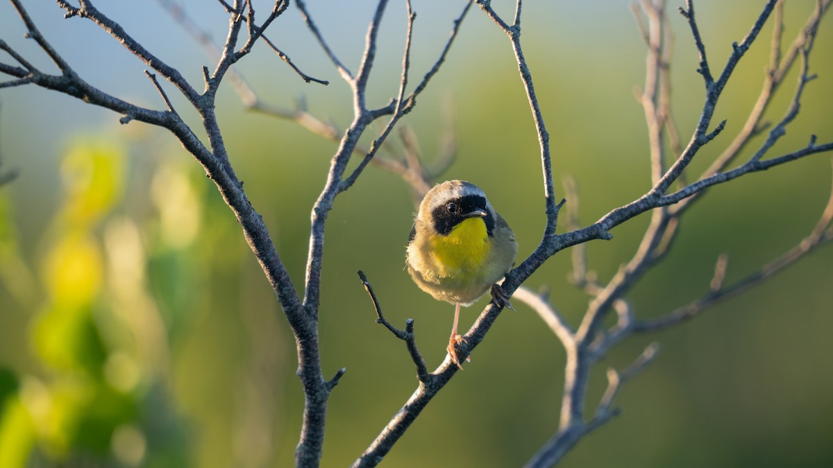 Common Yellowthroat - Tianshuo Wang