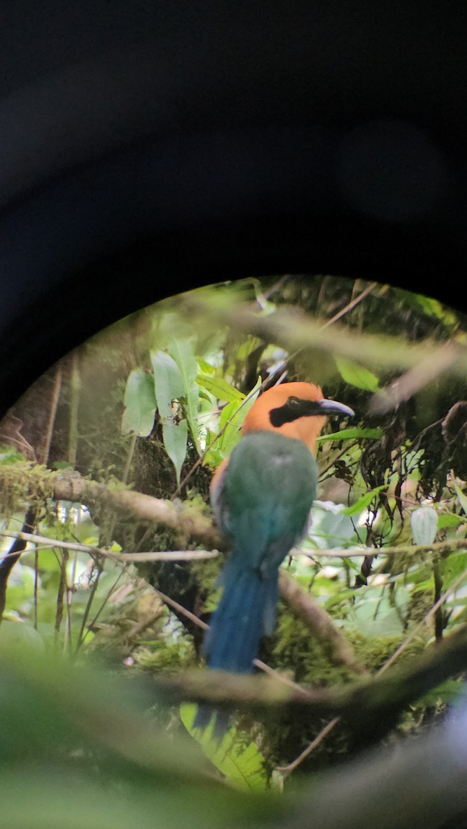 Rufous Motmot - ML620588040