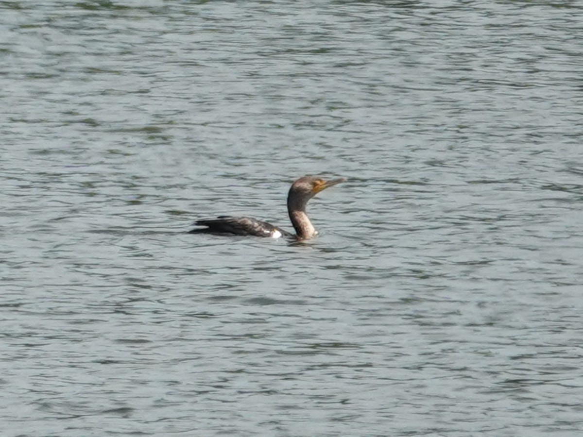 Double-crested Cormorant - ML620588064