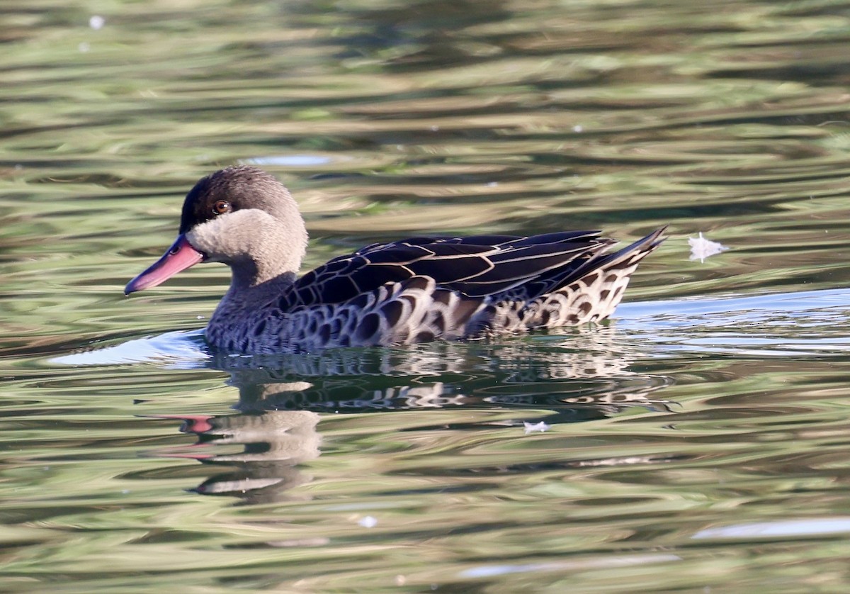 Canard à bec rouge - ML620588066