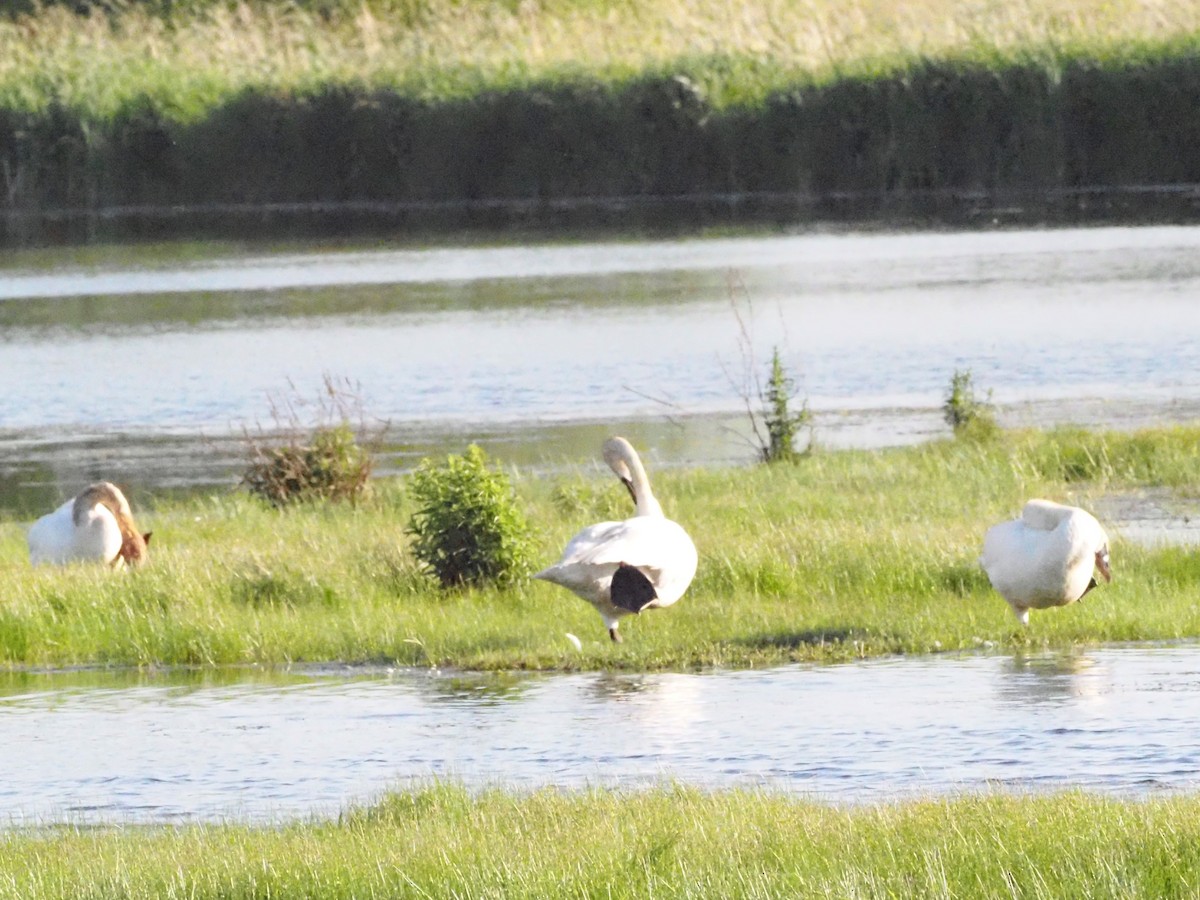 Trumpeter Swan - ML620588083