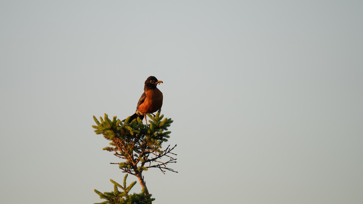 American Robin - Tianshuo Wang