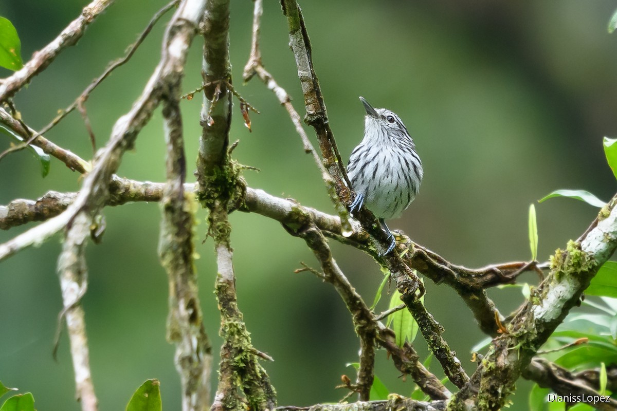 Chocó-Strichelameisenschlüpfer - ML620588092