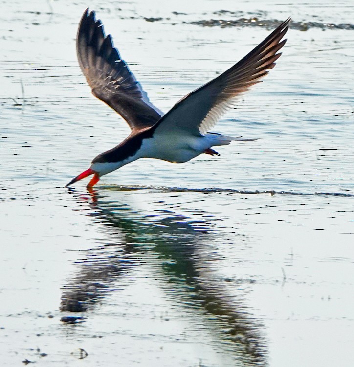 Водоріз американський - ML620588095