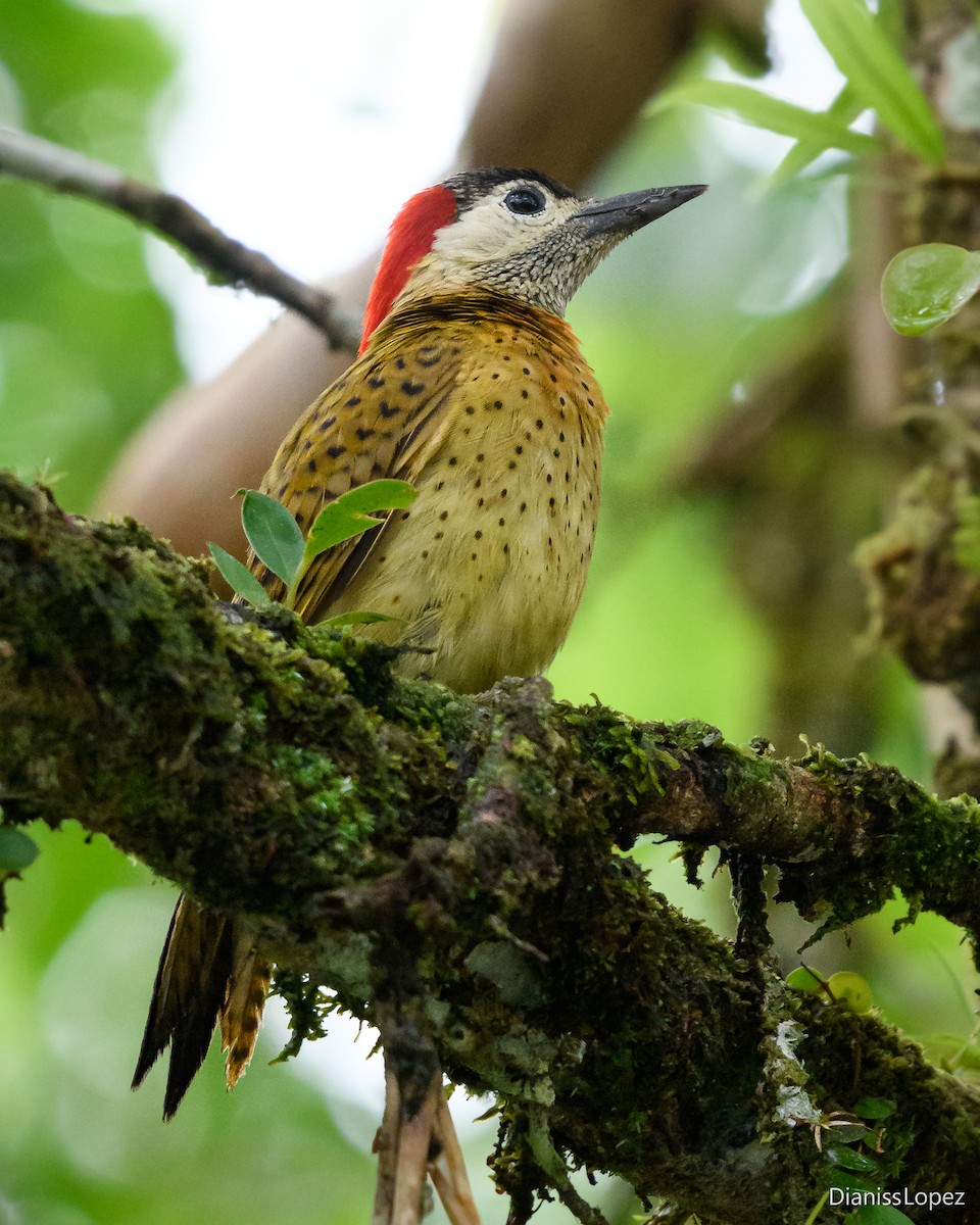 Spot-breasted Woodpecker - ML620588098