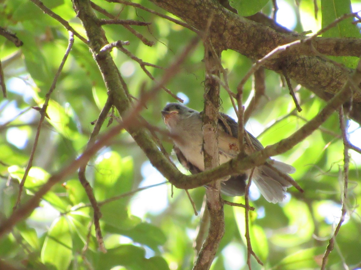 Tufted Titmouse - ML620588099