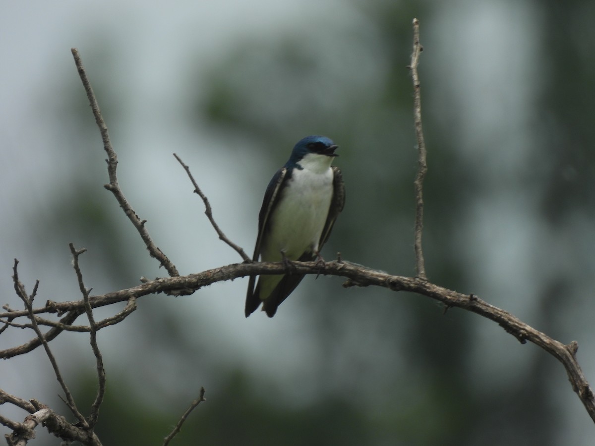 Tree Swallow - ML620588101