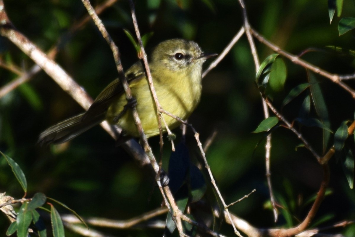 Mottle-cheeked Tyrannulet - ML620588112