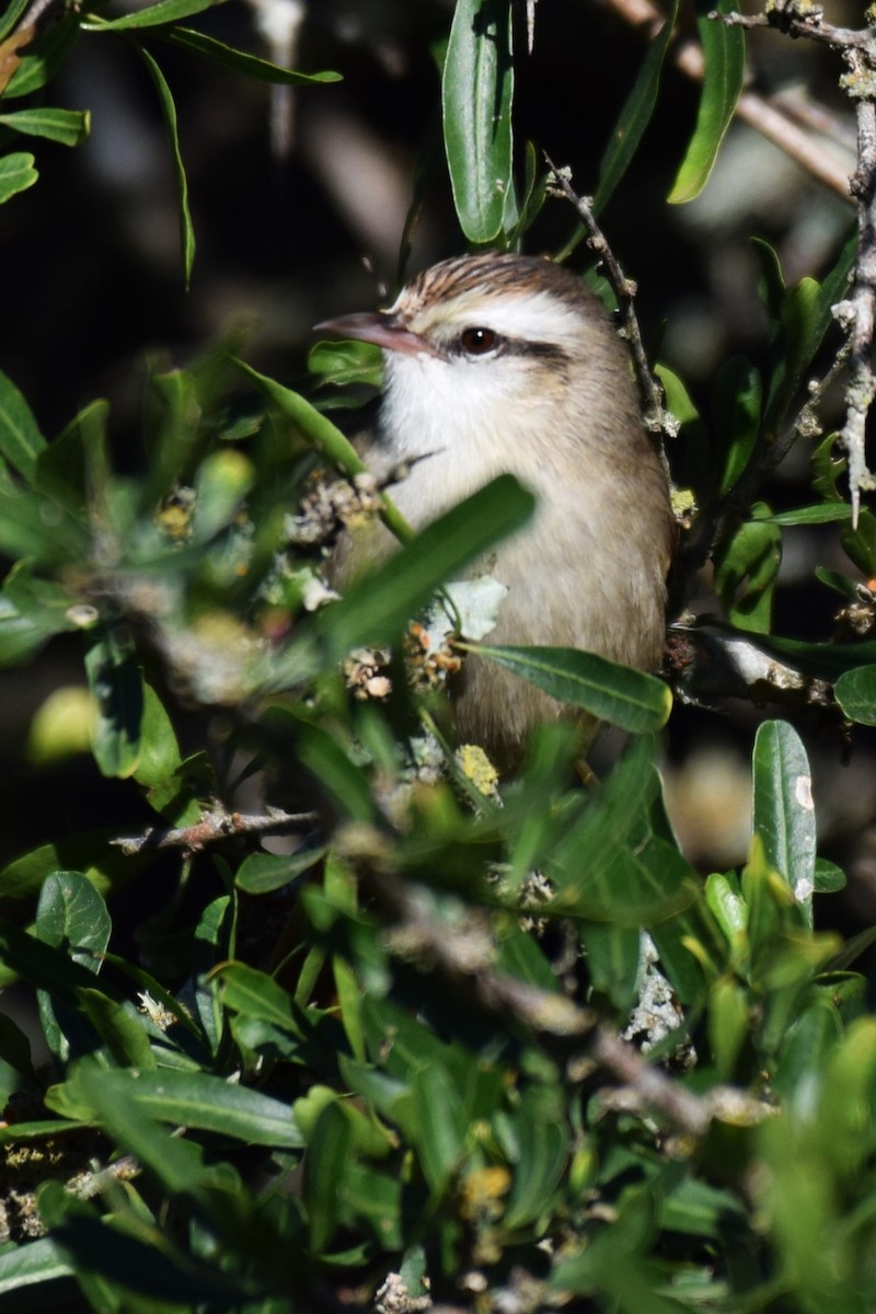 Stripe-crowned Spinetail - Lore  Casella